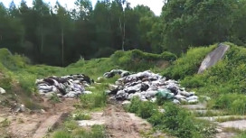 В деревне под Александровом нашли разбросанные останки животных