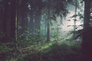 Пропавшего во Владимире мужчину в темно-синей куртке нашли живым