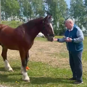 Губернатор подарил президенту Беларуси владимирского коня-тяжеловоза