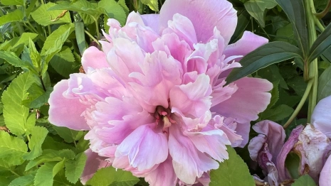 Прогноз погоды во Владимирской области на 20 июня 2025 года