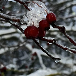 Во Владимирской области ряд населенных пунктов остался без света из-за мокрого снега