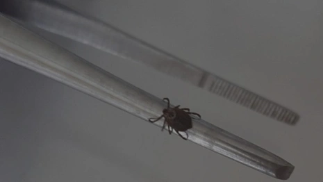 С людей во Владимирской области сняли 16 зараженных вирусами клещей