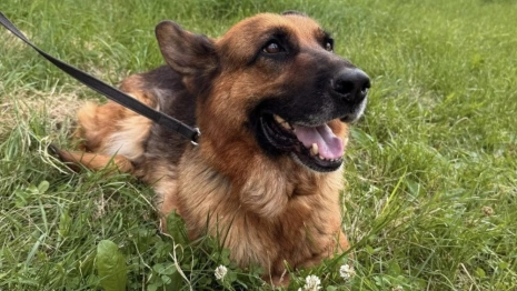 Во Владимире полицейские объявили поиск хозяина для служебной овчарки