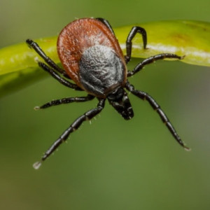 Во Владимирской области 19 жителей подхватили болезнь Лайма от клещей