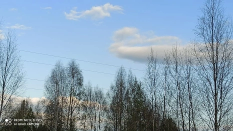 Гусеницы шелкопряда массово объели урожай и деревья во Владимирской области