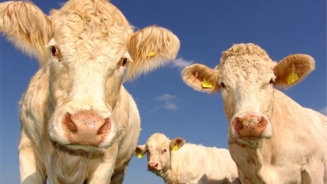 Домашних животных во Владимирской области будут чипировать с Нового года