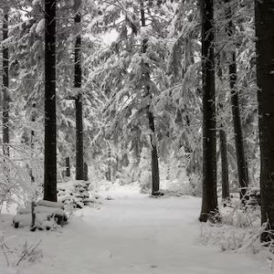 Во Владимирской области пропал 12-летний мальчик в зеленой шапке