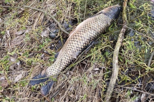 Силовики завершили расследование дела о массовой гибели рыбы в реке в Юрьев-Польском районе