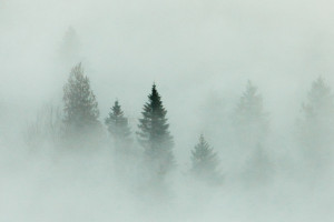 Во Владимирской области спрогнозировали туман и ухудшение видимости 3 ноября