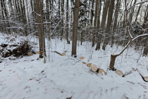 Во Владимире вырубка деревьев в парке «Дружба» может привести к уголовному делу