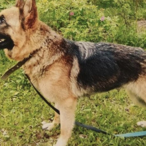 Владимирские полицейские объявили поиск хозяина для служебной собаки