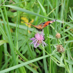 34 день Великого поста: что можно и нельзя 20 апреля 2024 года