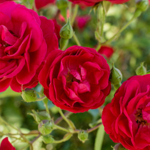 На улицах Владимира высадят один из самых ароматных сортов роз в мире