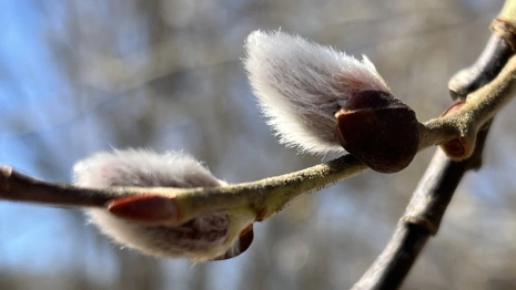 Прогноз погоды во Владимирской области на 26 марта 2025 года