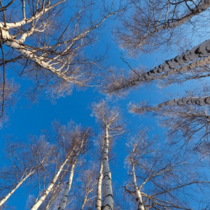 Прогноз погоды во Владимире и области на 4 марта