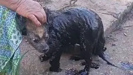Во Владимирской области собака провалилась в яму с мазутом