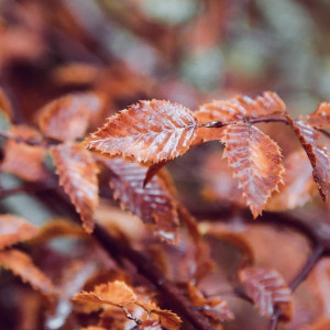 День дедовских плачей: что можно и нельзя делать 7 октября
