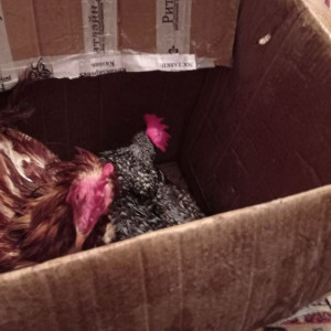 Во Владимире пожарные спасли 10 кур