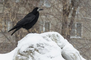 Во Владимирской области преждевременно прилетели грачи
