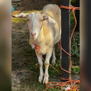 Житель Коврова спас потерявшуюся козу