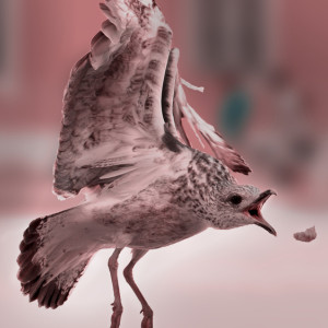 Эксперты спрогнозировали новые вспышки птичьего гриппа во Владимирской области