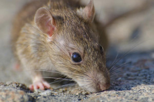 Во Владимире овраг на Фатьянова закроют для обработки от грызунов 4 декабря