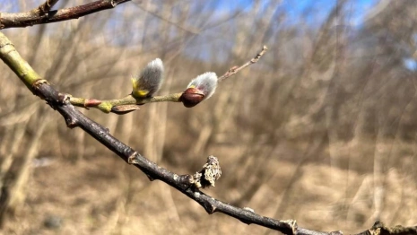 Прогноз погоды на 1 апреля 2024 года во Владимире и области