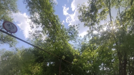 Во Владимире чиновника наказали из-за нависших над дорогами и газопроводом деревьев