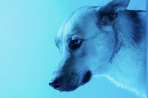 В Чернобыле заметили собак с синей шерстью