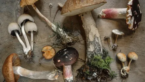  Гайд «День во Владимире». Как распознать ядовитые грибы и как не отравиться съедобными