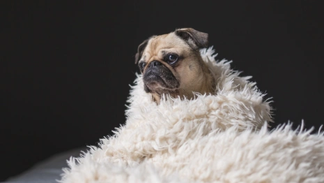 Прогноз погоды во Владимире и области на 24 апреля 2024 года