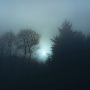 Во Владимирской области пропавшего 88-летнего грибника нашли мертвым