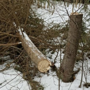 В Муроме массовая вырубка елей привела к уголовному делу