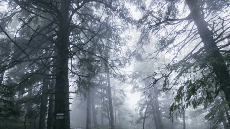 Во Владимирской области ночью искали 8-летнего мальчика в белой шапке