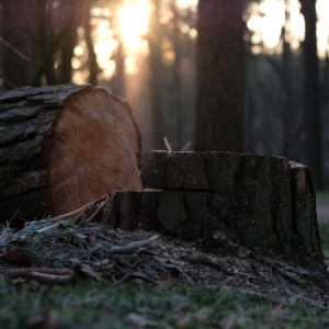 Жителей Владимирской области будут штрафовать за спил деревьев на участке