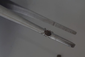 За неделю от укусов клещей пострадали 174 жителя Владимирской области