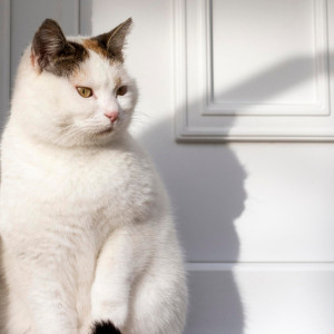 Федотов день: что нужно сделать 20 ноября, чтобы добиться цели