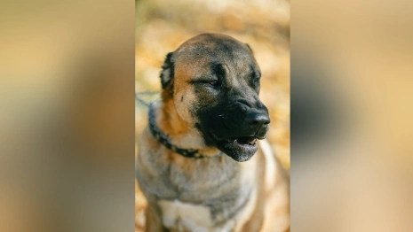 Во Владимире алабай набросился на полицейского 