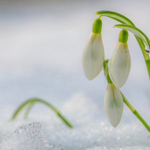 Народные приметы на 14 марта: что можно и нельзя делать в день Авдотьи Весновки