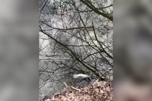 Во Владимире на пруду массово погибла рыба