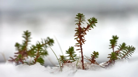 Прогноз погоды во Владимирской области на 2 февраля