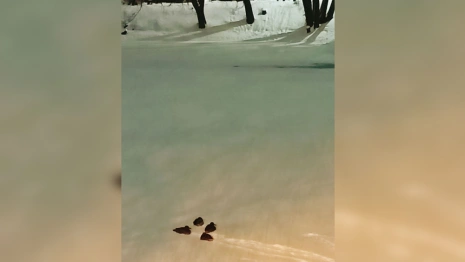 Во Владимире на Соловьином пруду вновь увидели уток