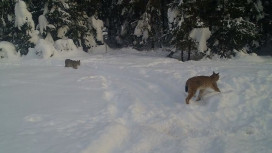 В Ковровском районе в фотоловушку попали две взрослые рыси