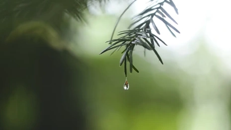 Жителям Владимирской области пообещали +10 и слабый дождь