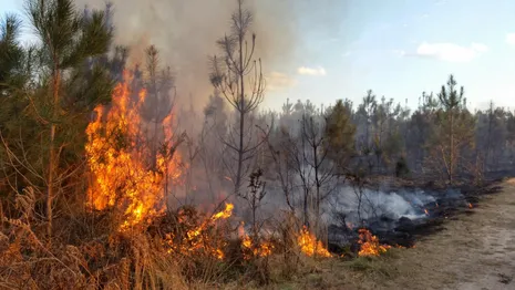 Во Владимире садоводы спасли лес от крупного пожара