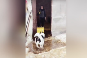 Во Владимире затопило приют для животных «Валента»