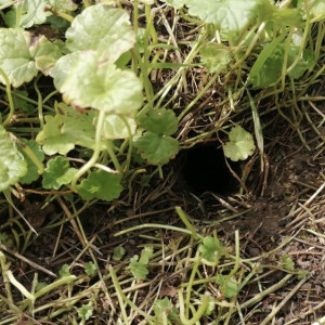 Во Владимирской области на полях нашли 254 норы грызунов