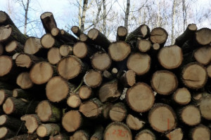 Вырубка деревьев в парке «Дружба» во Владимире привела к уголовному делу