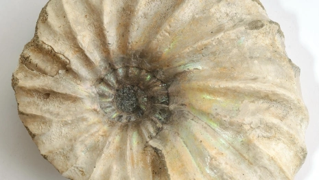 Во Владимире откроется выставка древних аммонитов