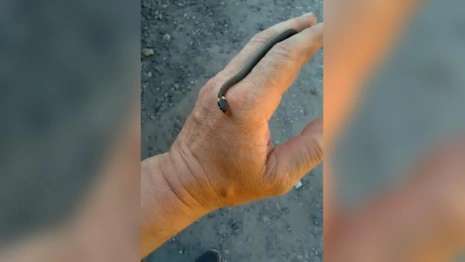 Во Владимирской области спасли крошечного ужа